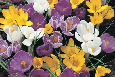 crocus
