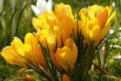 crocus