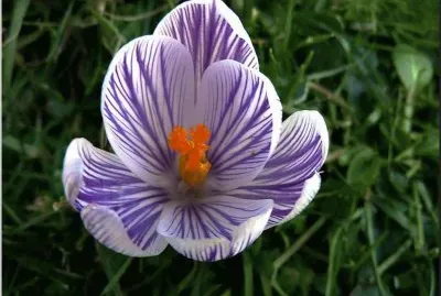 crocus