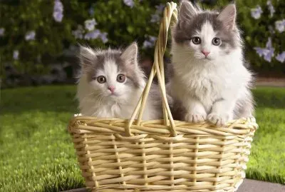 Gaticos