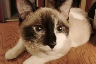 Blue Eyes