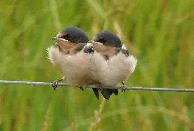 Baby Barn Swallows