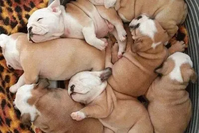 Filhotes Caninos
