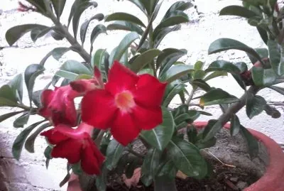 rosas rojas