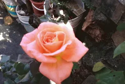 פאזל של ROSA PASTEL