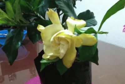 AMARILLO