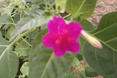 FLOR DE MARAVILLA