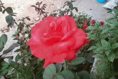 פאזל של ROSA