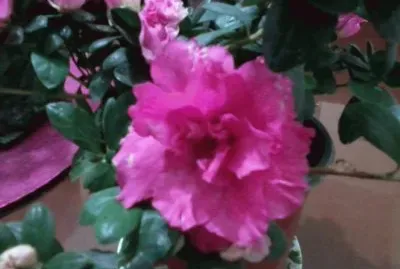 פאזל של AZALEA