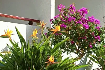 Flores de Lanzarote