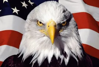 American Eagle Bird