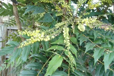 mahonia
