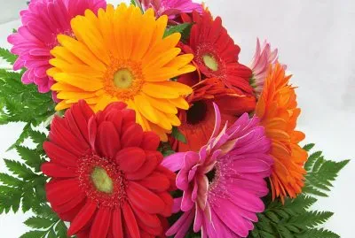 gerbera
