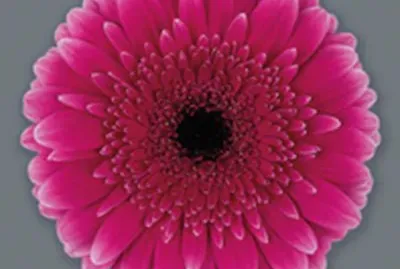 gerbera