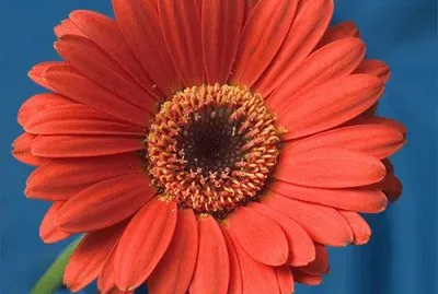 gerbera