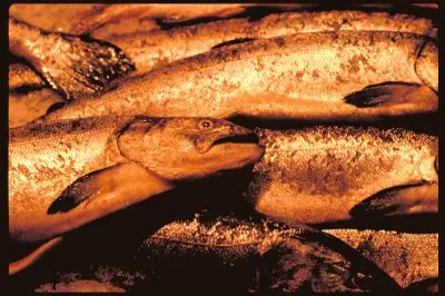 MARSU
