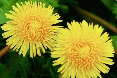 Margaritas silvestres