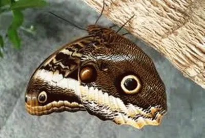 פאזל של Borboleta Olho de Coruja