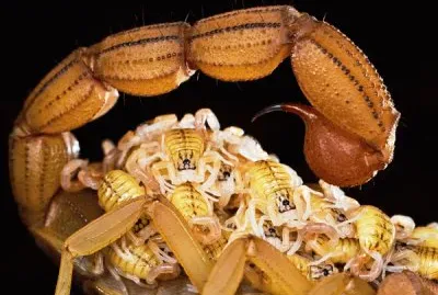 פאזל של mom #138