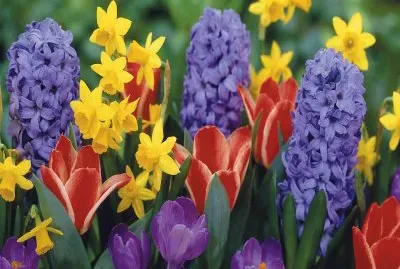 פאזל של Spring Flowers