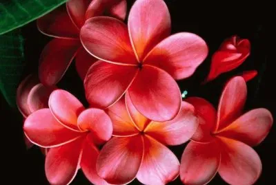 פאזל של Beautiful Flowers