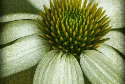 פאזל של White Echinacea Damas