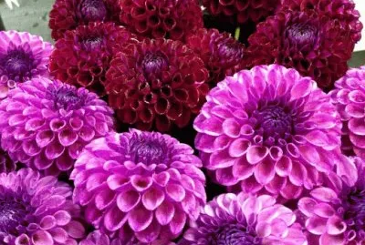 Dahlia 's