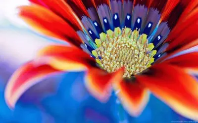 Red Flower