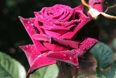 Red Rose jigsaw puzzle
