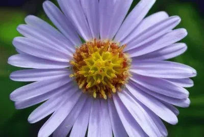 aster