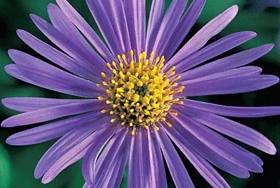 aster jigsaw puzzle