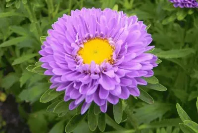 aster