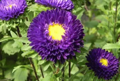 aster