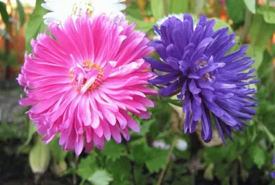 aster