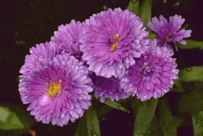 aster