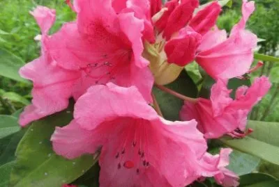 פאזל של Spring Flower