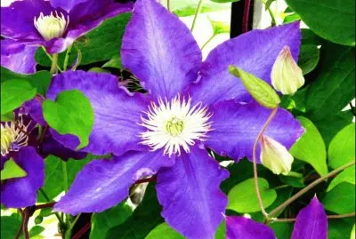 פאזל של Beautiful Flower