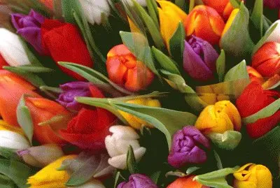 Tulipans