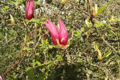 Fiori dal parco