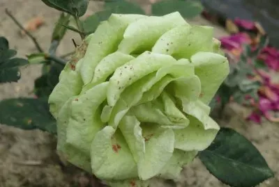 rose