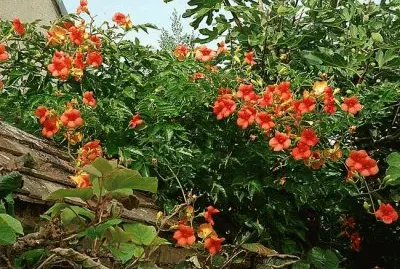 פאזל של bignone