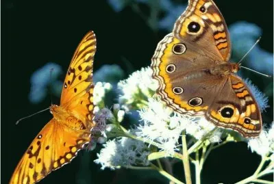 Mariposas