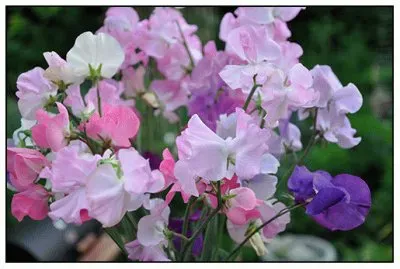 fleurs: pois de senteur jigsaw puzzle