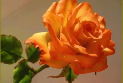 Rosa anaranjada jigsaw puzzle