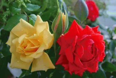 Rosa jigsaw puzzle