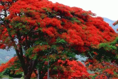 arbre