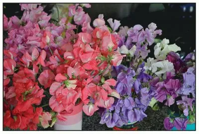 bouquet de pois de senteur