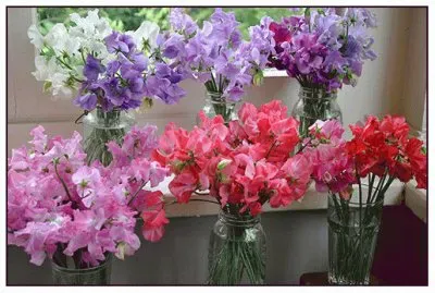 bouquet de pois de senteur