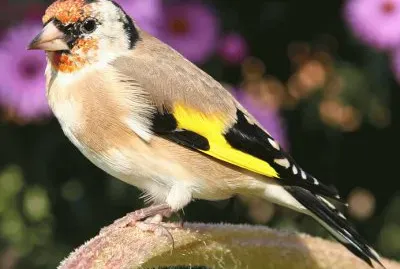 Cardina