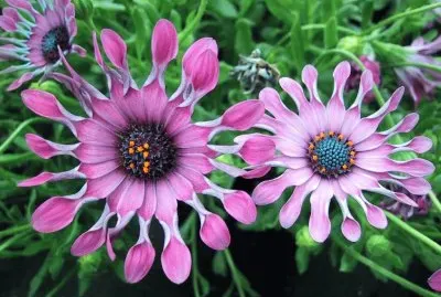 flor